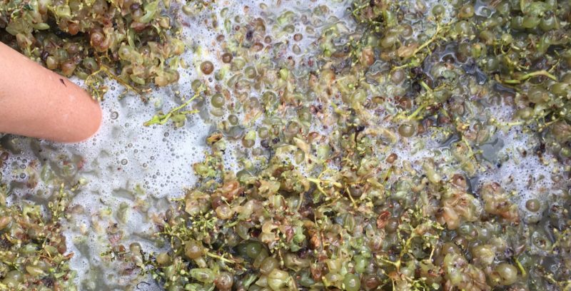 Incorporer le monde. Aimer le Chasselas. Penser la révolution.